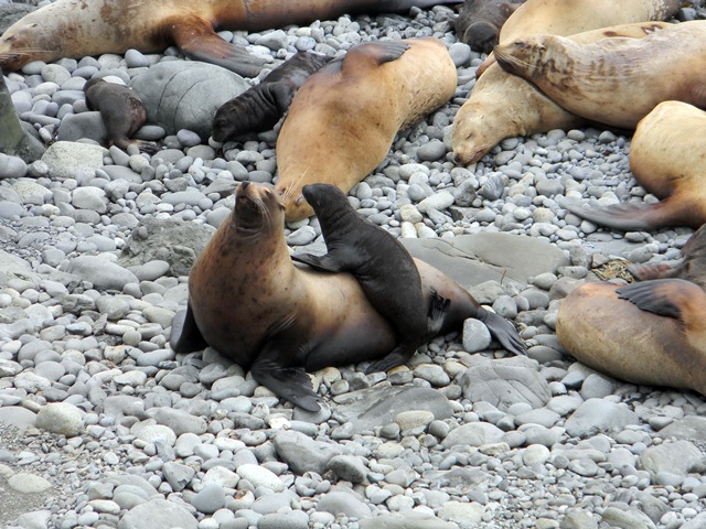 Northern Sea Lion Female and Pups Relationship to be Researched on Medny Island